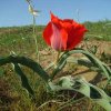 Флора Южного Казахстана